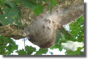 comment traiter les nids de chenilles