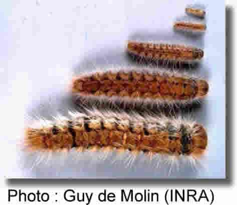 les 5 stades larvaires de la processionnaire du pin